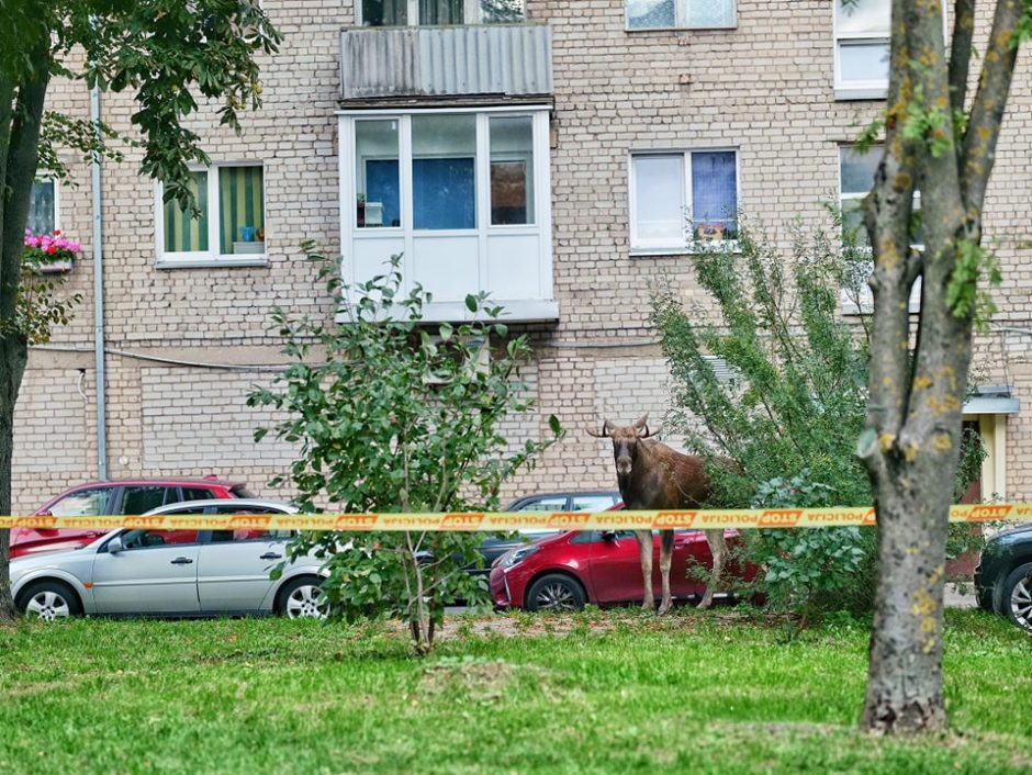 Briedžio žūtis Klaipėdoje šokiruoja ir moko