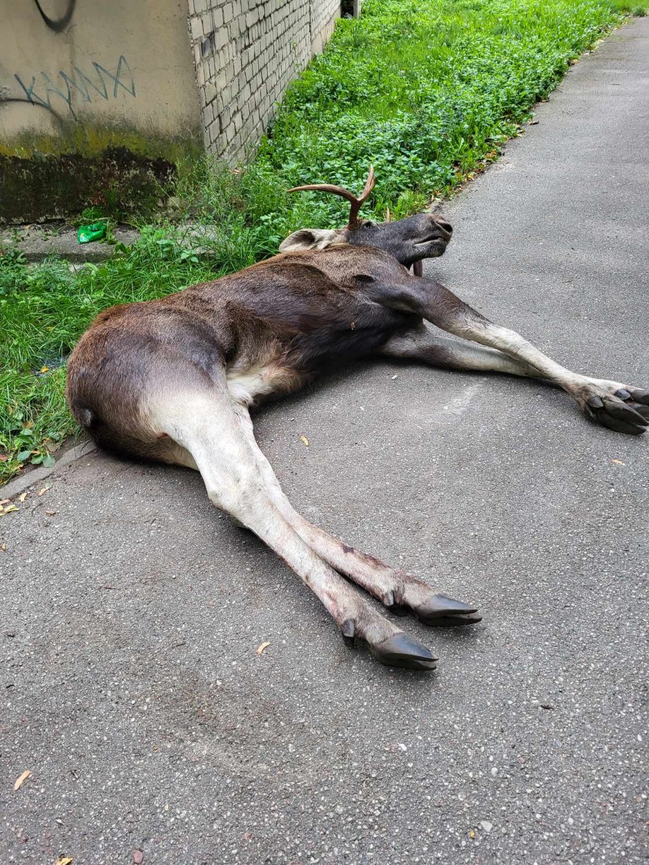 Briedžio žūtis Klaipėdoje šokiruoja ir moko