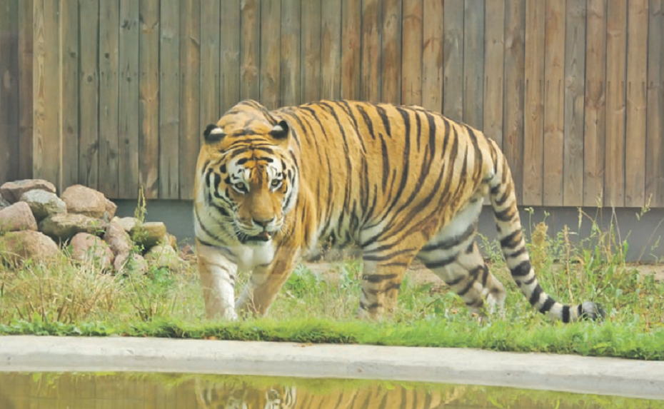 Lietuvos zoologijos sodo gyventojus džiugino karščiai