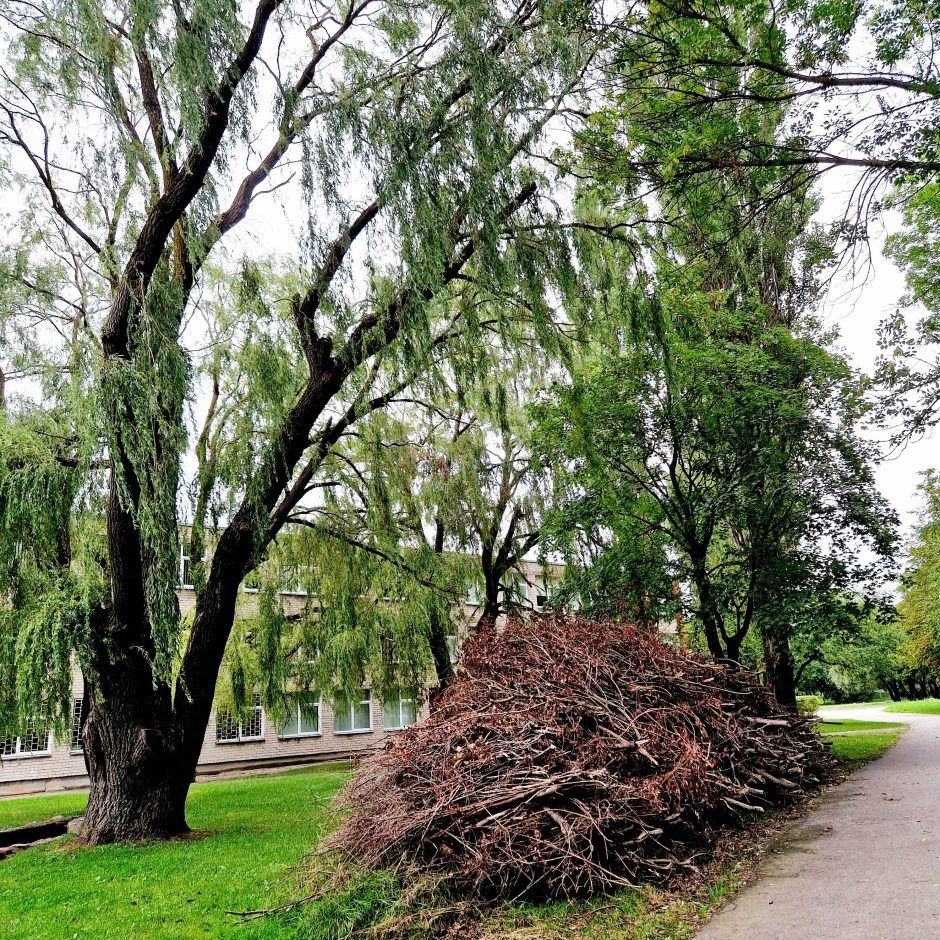 Rudens sezoną lydės vis tie patys rūpesčiai