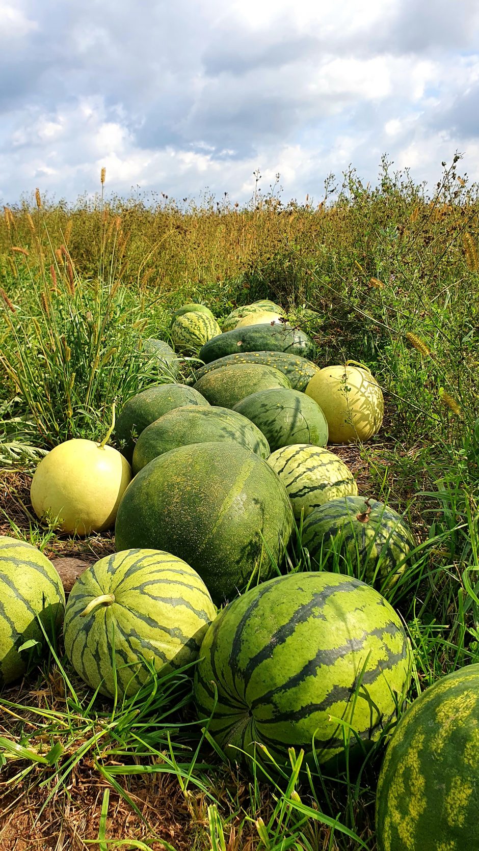 L. Narvydienės laimės receptas: šeima, gamta ir nokstantys arbūzai