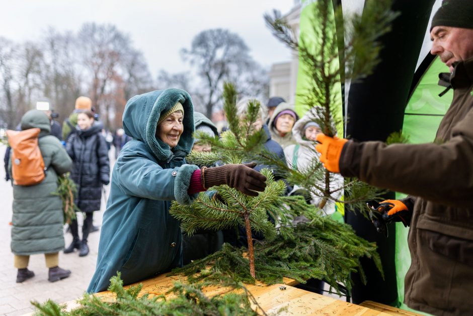 Miškininkai gyventojams išdalijo 100 tūkst. eglių ir pušų šakų