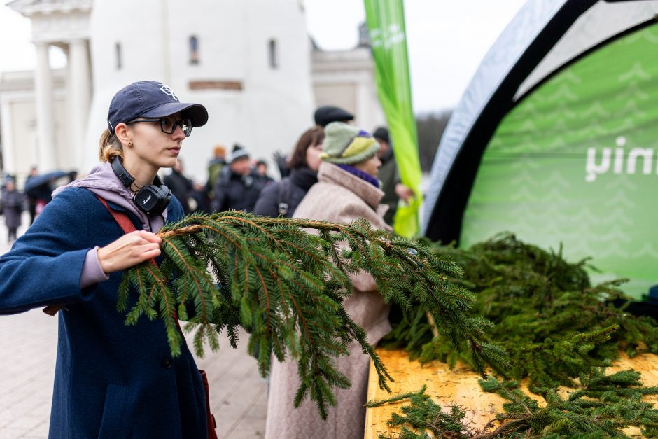 Miškininkai gyventojams išdalijo 100 tūkst. eglių ir pušų šakų