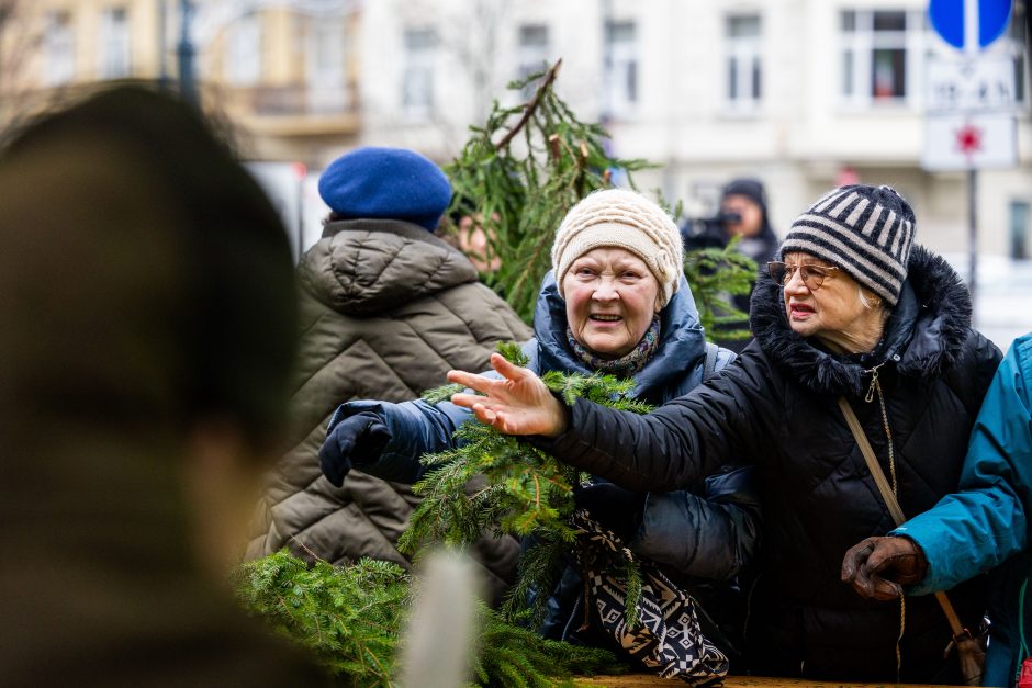 Miškininkai gyventojams išdalijo 100 tūkst. eglių ir pušų šakų