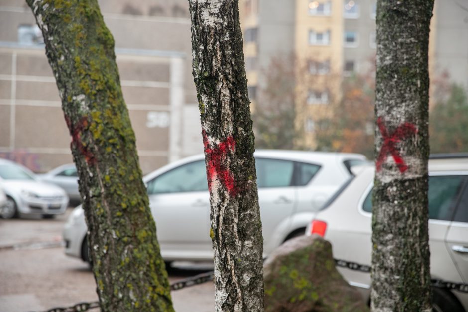 Eiguliuose netyla ginčai: gyventojai dėl svajonių kiemo aukoja medžius