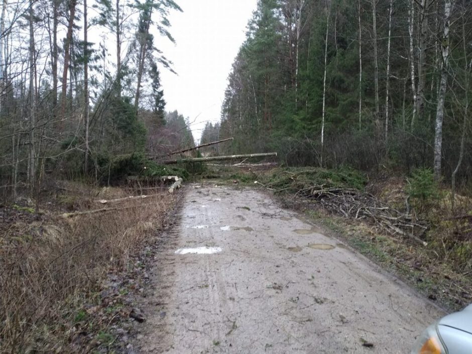 Sutvarkė audros „Laura“ nusiaubtus miškus