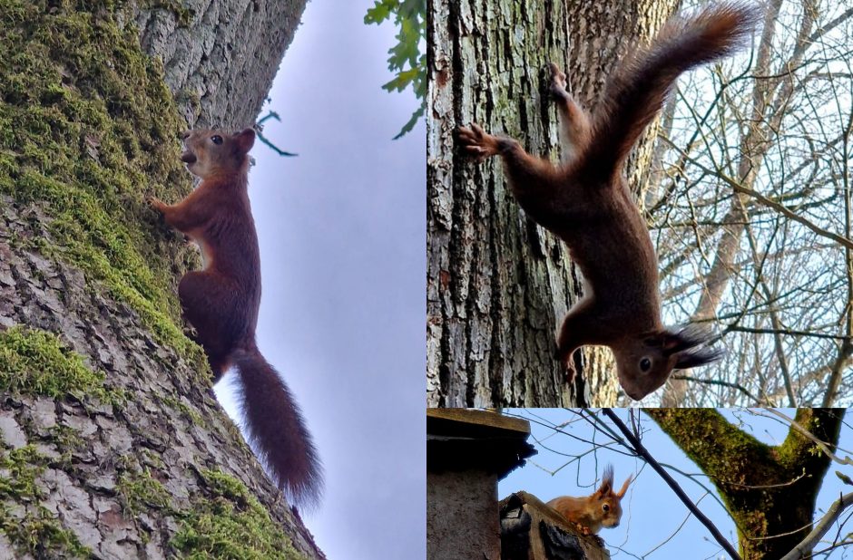 Voverių šeimyna – pramoga Plungės dvaro parko lankytojams