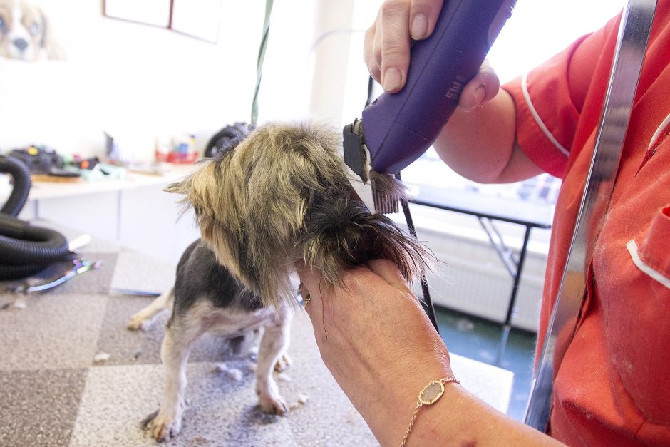 Apkirpti šunį – kur kas brangiau nei vyrą