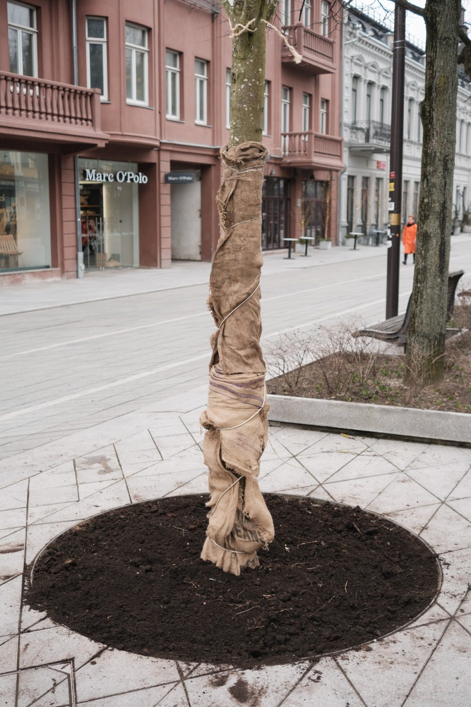 Naujos liepos Laisvės alėjoje jau atrado savo vietą