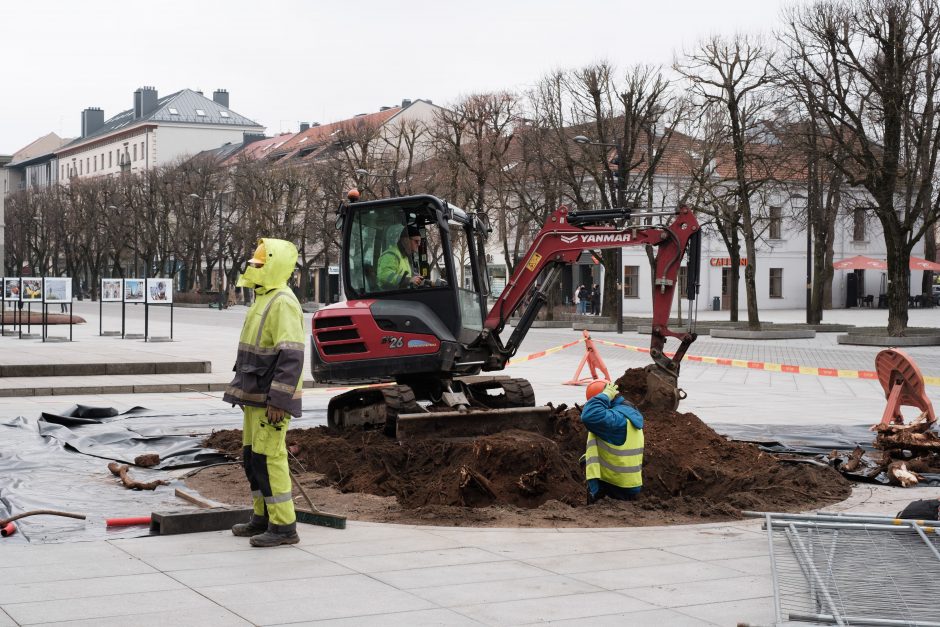 Naujos liepos Laisvės alėjoje jau atrado savo vietą