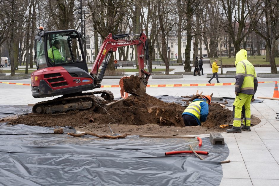 Naujos liepos Laisvės alėjoje jau atrado savo vietą