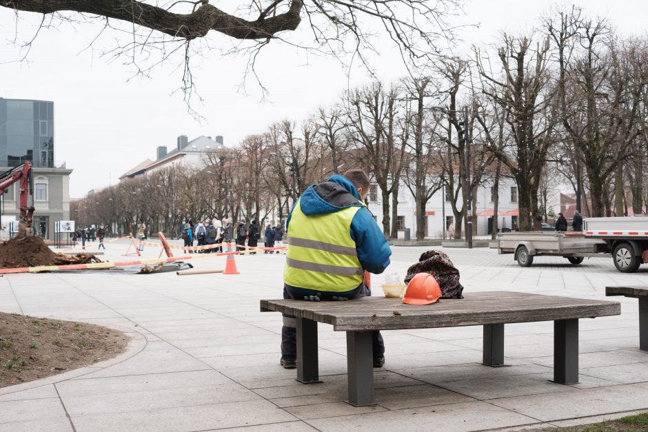 Naujos liepos Laisvės alėjoje jau atrado savo vietą