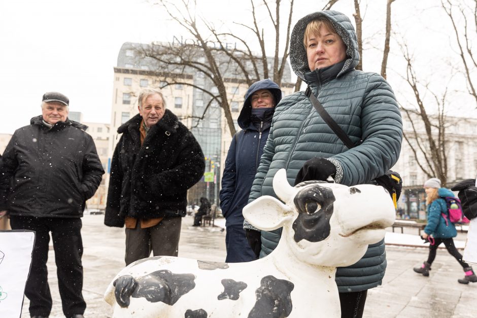 Pieno supirkimo kainomis nepatenkinti ūkininkai Vyriausybei grasina masiniais protestais