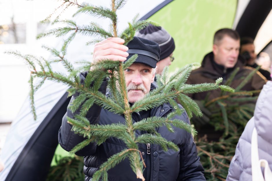 Katedros aikštėje dovanojamos eglių ir pušų šakos