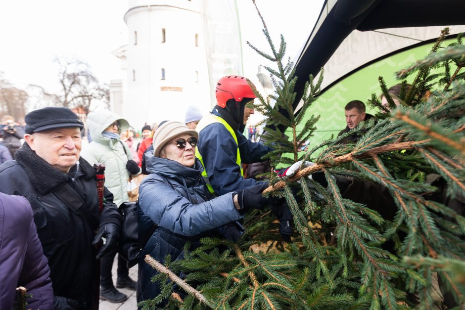 Katedros aikštėje dovanojamos eglių ir pušų šakos