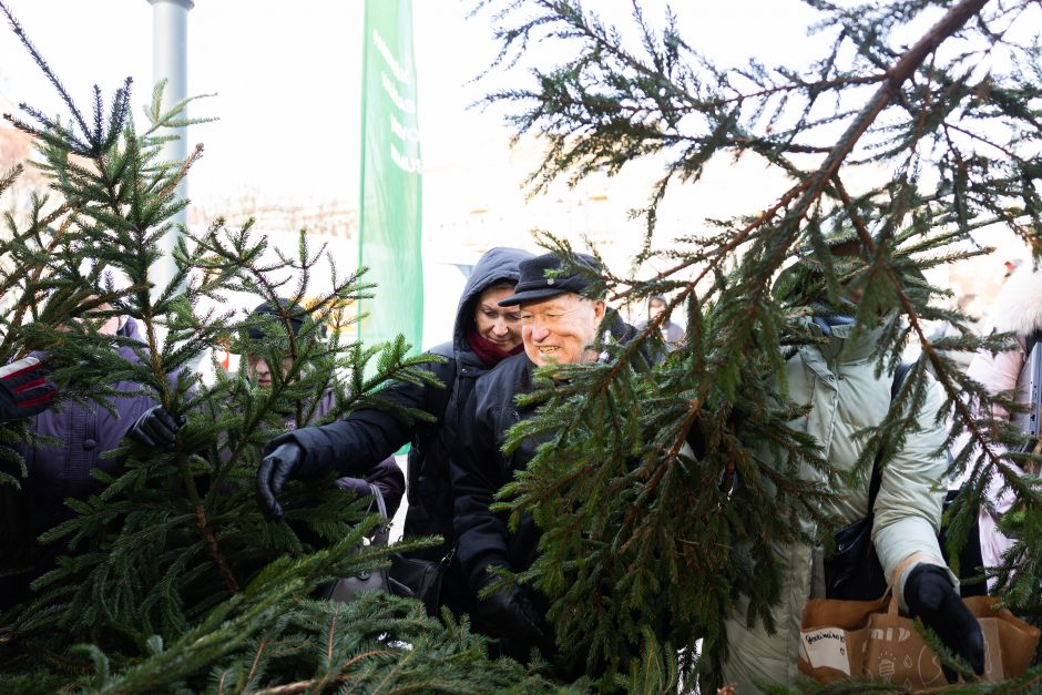 Katedros aikštėje dovanojamos eglių ir pušų šakos