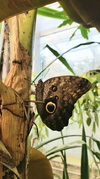 Sėkminga metamorfozė: Botanikos sode sparnus išskleidė atogrąžų drugys