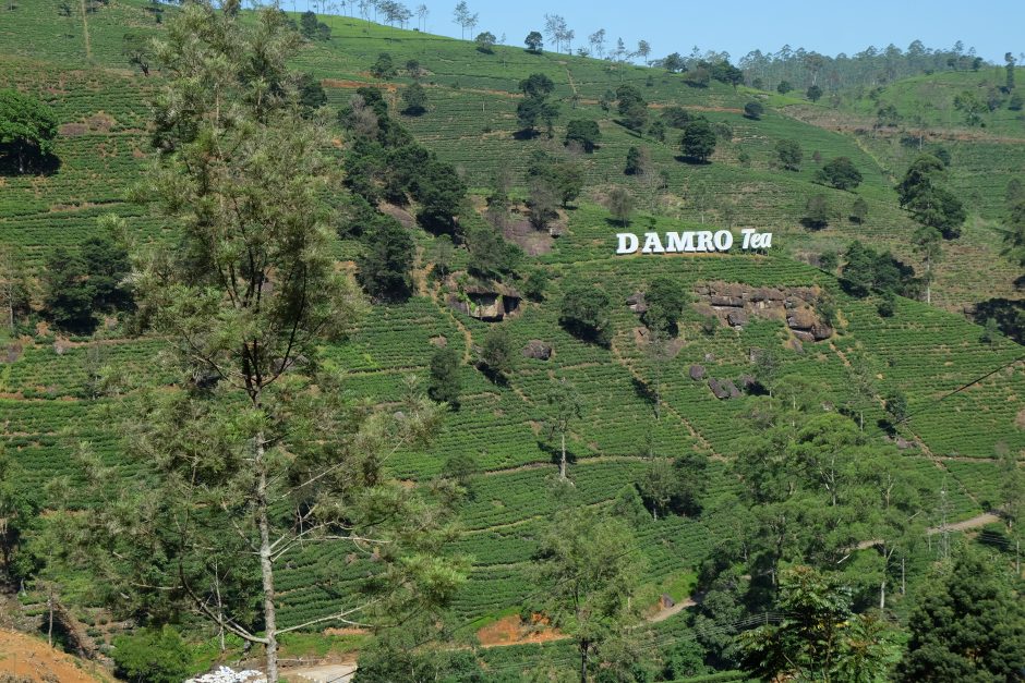 Šri Lanka: apie Liūto uolą ir markizo Karabaso arbatos plantacijas