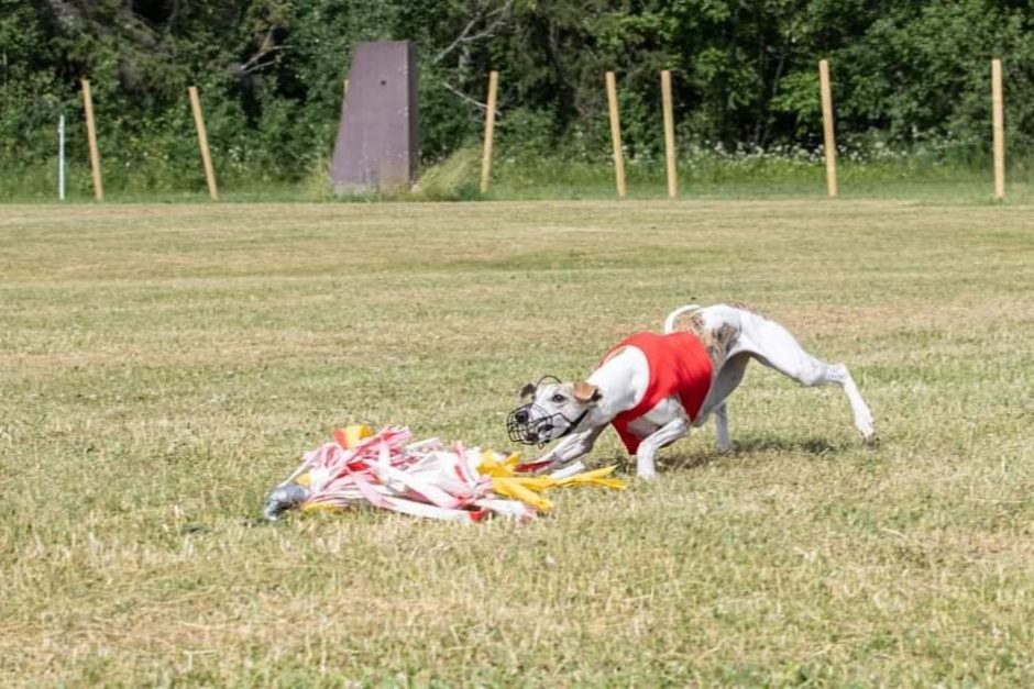 Aktorių A. Žiurauską namuose džiugina trys augintiniai: jiems šiek tiek tarnaujame