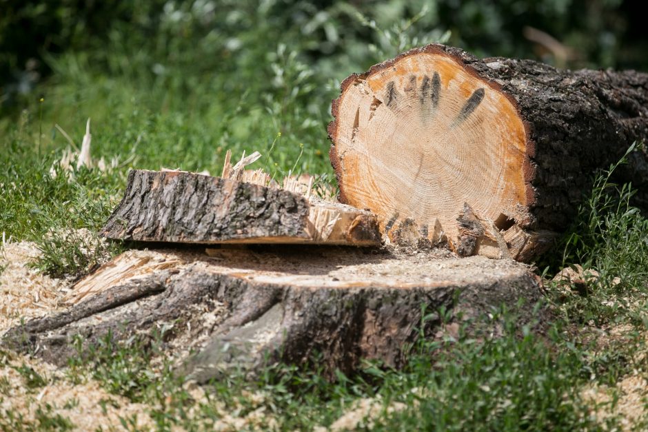 Ruošiantis kirsti miškus bus privaloma įvertinti jų poveikį „Natura 2000“ teritorijoms