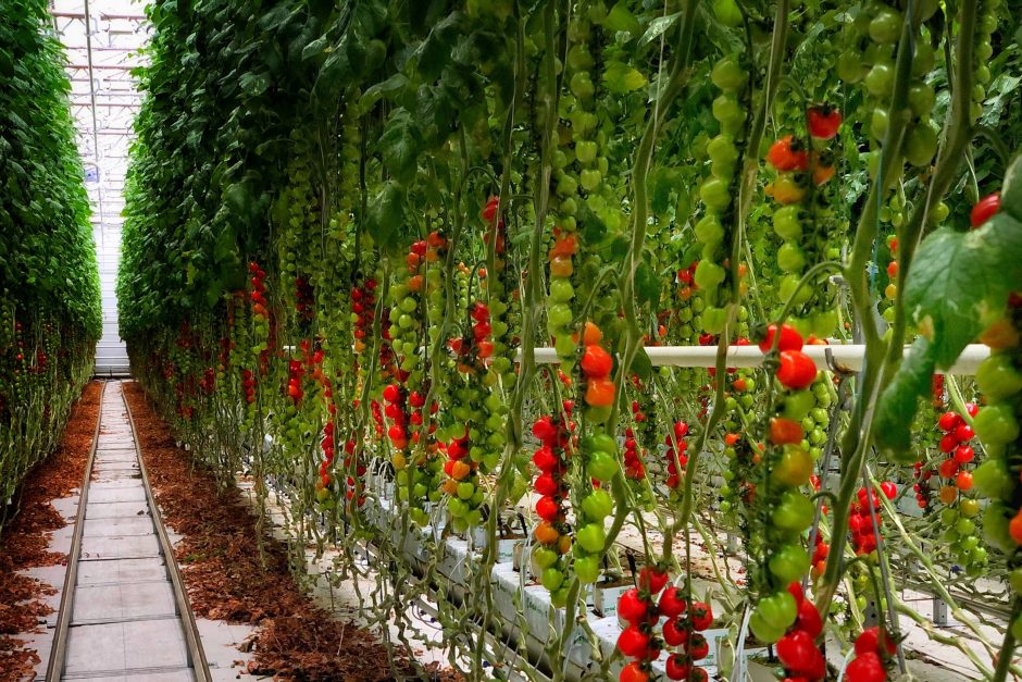 Vasaros sezono karaliai – pomidorai: kaip ilgiau išsaugoti šios daržovės šviežumą ir skonį?