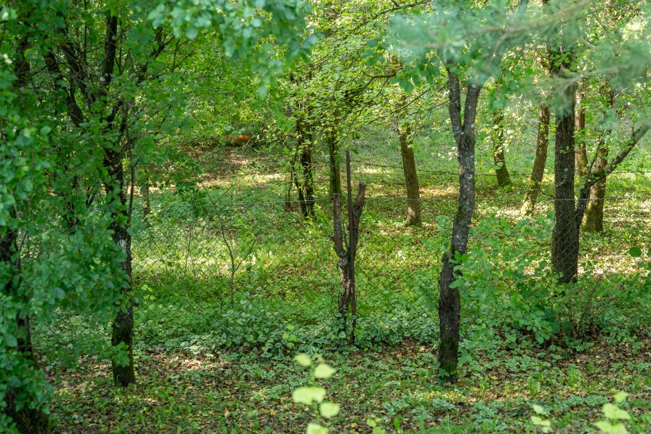 20 valandų trukusi neįgalaus vaiko paieška: kaip jis dingo ir kodėl nerastas karštais pėdsakais 