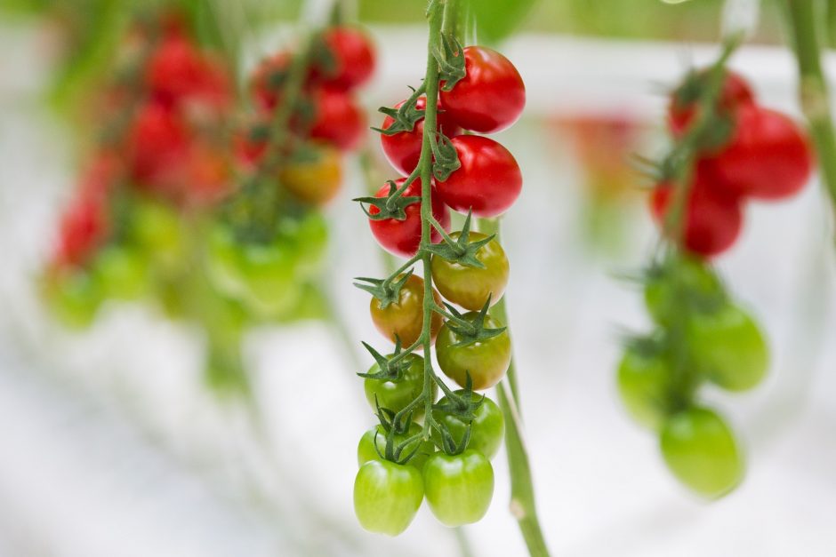 Vasaros sezono karaliai – pomidorai: kaip ilgiau išsaugoti šios daržovės šviežumą ir skonį?
