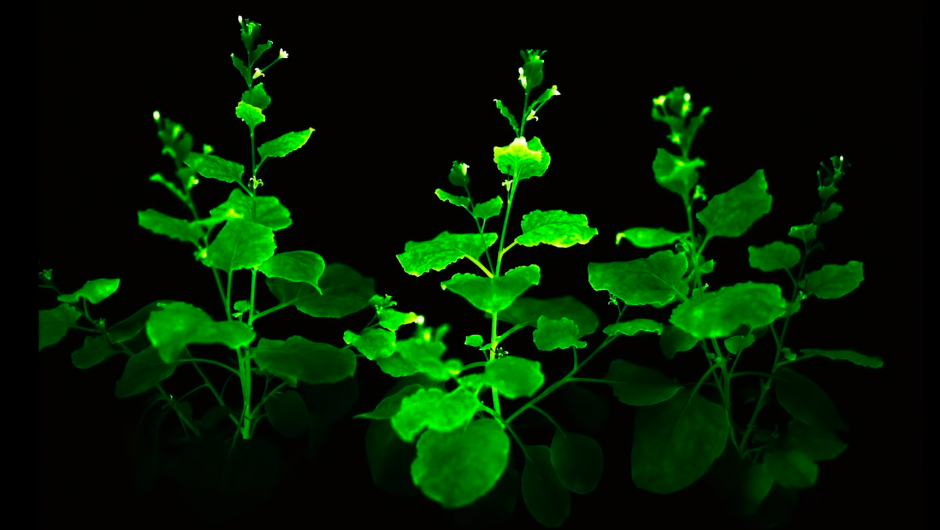 Mokslininkai „nulaužė“ augalų genetinį kodą ir dabar šie augalai šviečia nuolat