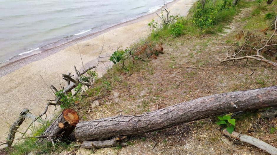 Prie Olando Kepurės skardžio pjaunami medžiai