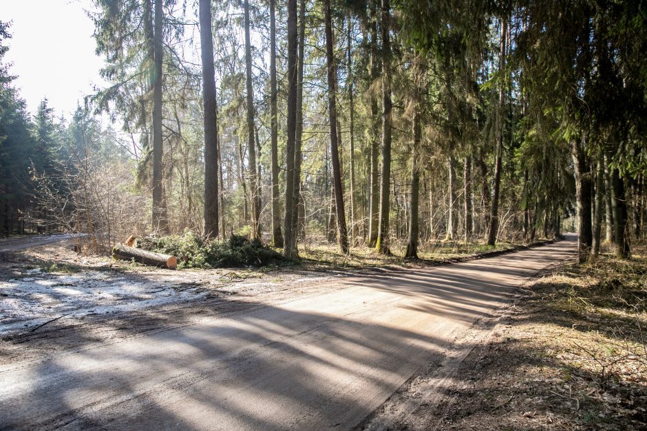 Vertingą mišką prie Kauno sunaikins žvyro kasėjai?