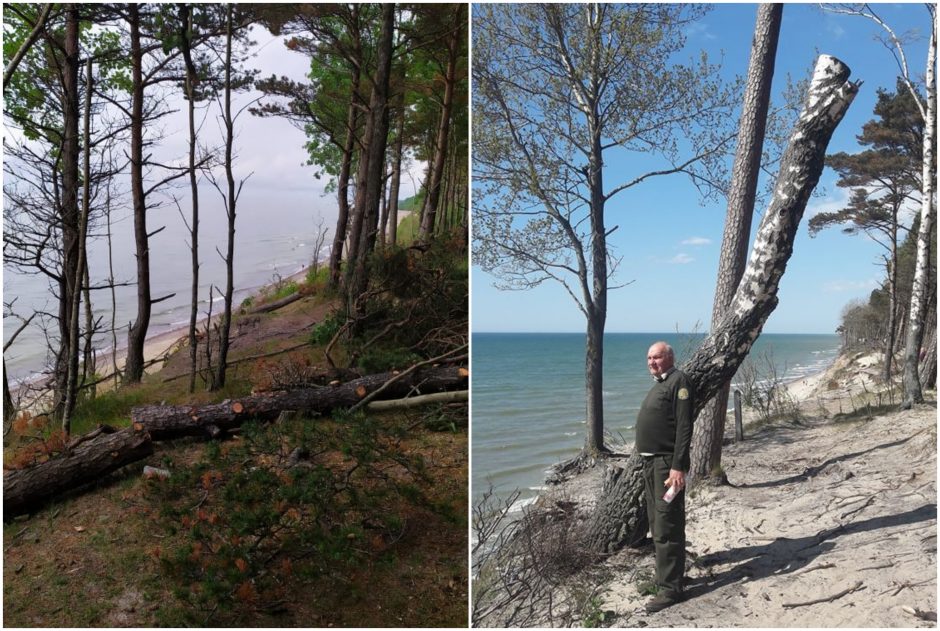 Prie Olando Kepurės skardžio pjaunami medžiai