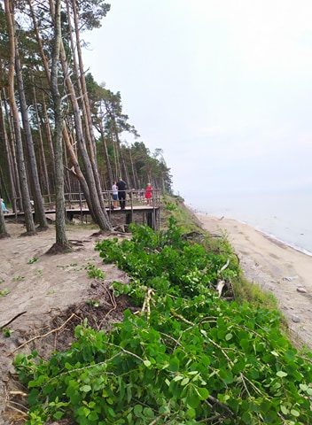 Prie Olando Kepurės skardžio pjaunami medžiai