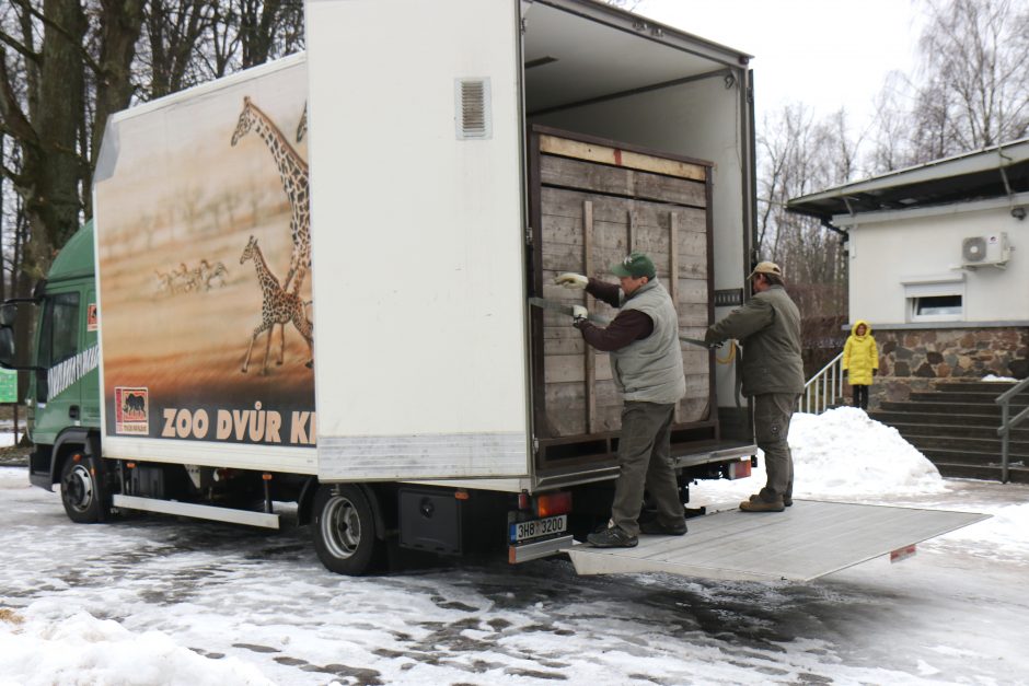 Nauji gyventojai: Lietuvos zoologijos sode – milžinai stumbrai