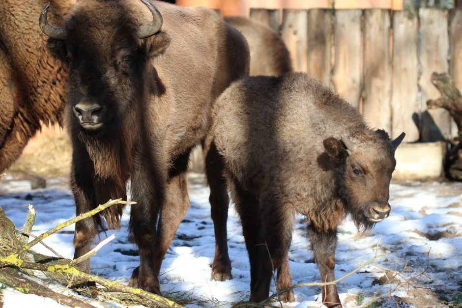 Nauji gyventojai: Lietuvos zoologijos sode – milžinai stumbrai