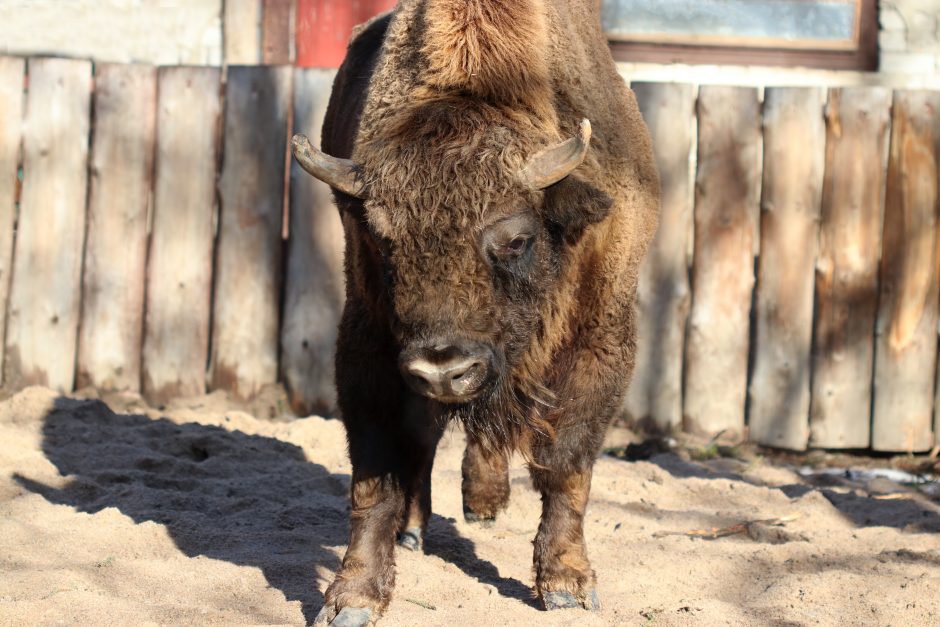 Nauji gyventojai: Lietuvos zoologijos sode – milžinai stumbrai