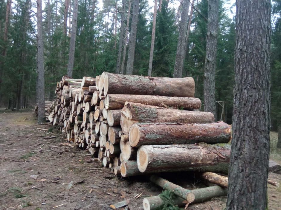 Kodėl kertamas brandus Kačerginės miškas?