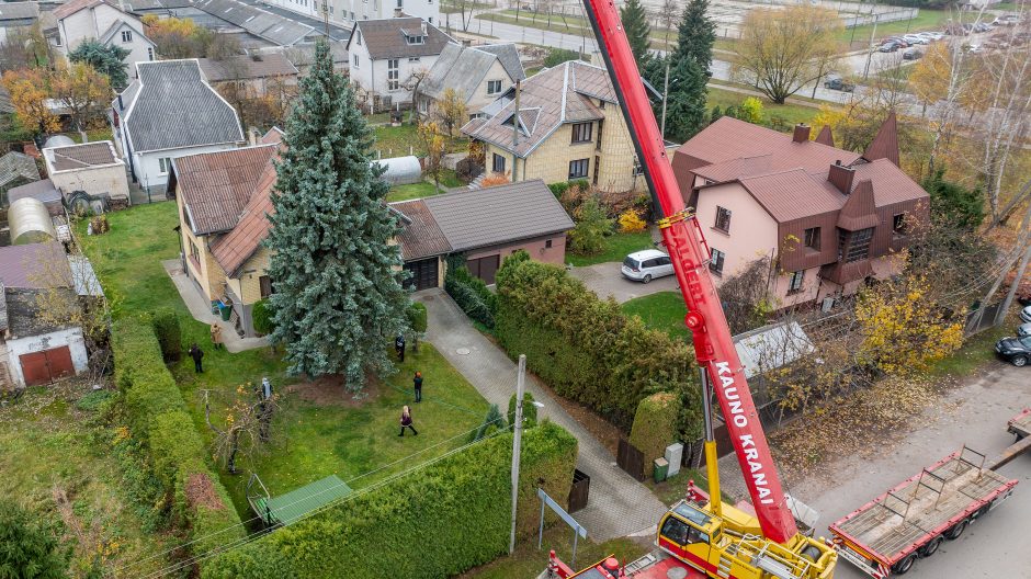 Prasideda: Kauno kalėdinės eglės kelias į Vienybės aikštę