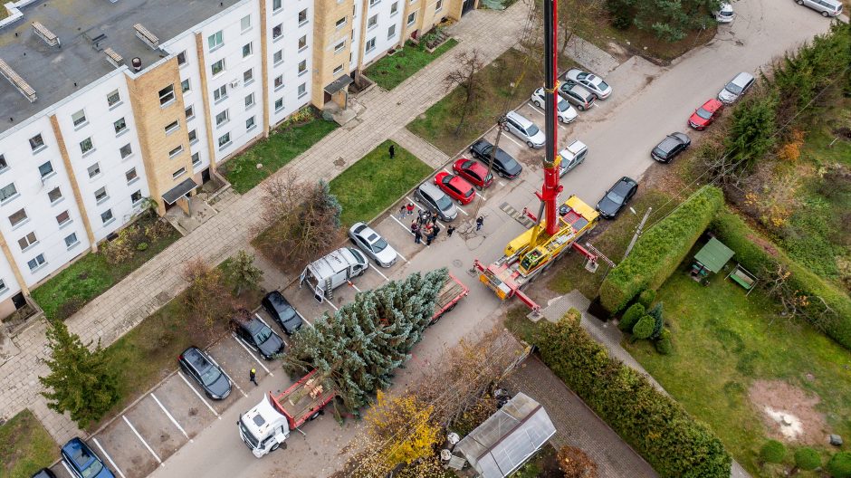 Prasideda: Kauno kalėdinės eglės kelias į Vienybės aikštę