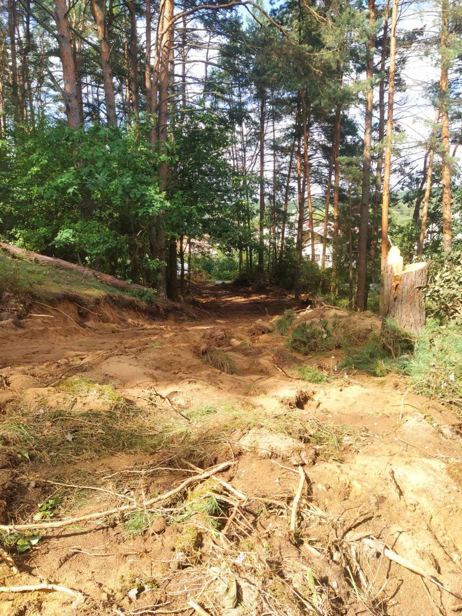 Įžūlumas Karmėlavoje: kad įvažiuotų į sklypą, iškirto parko pušis