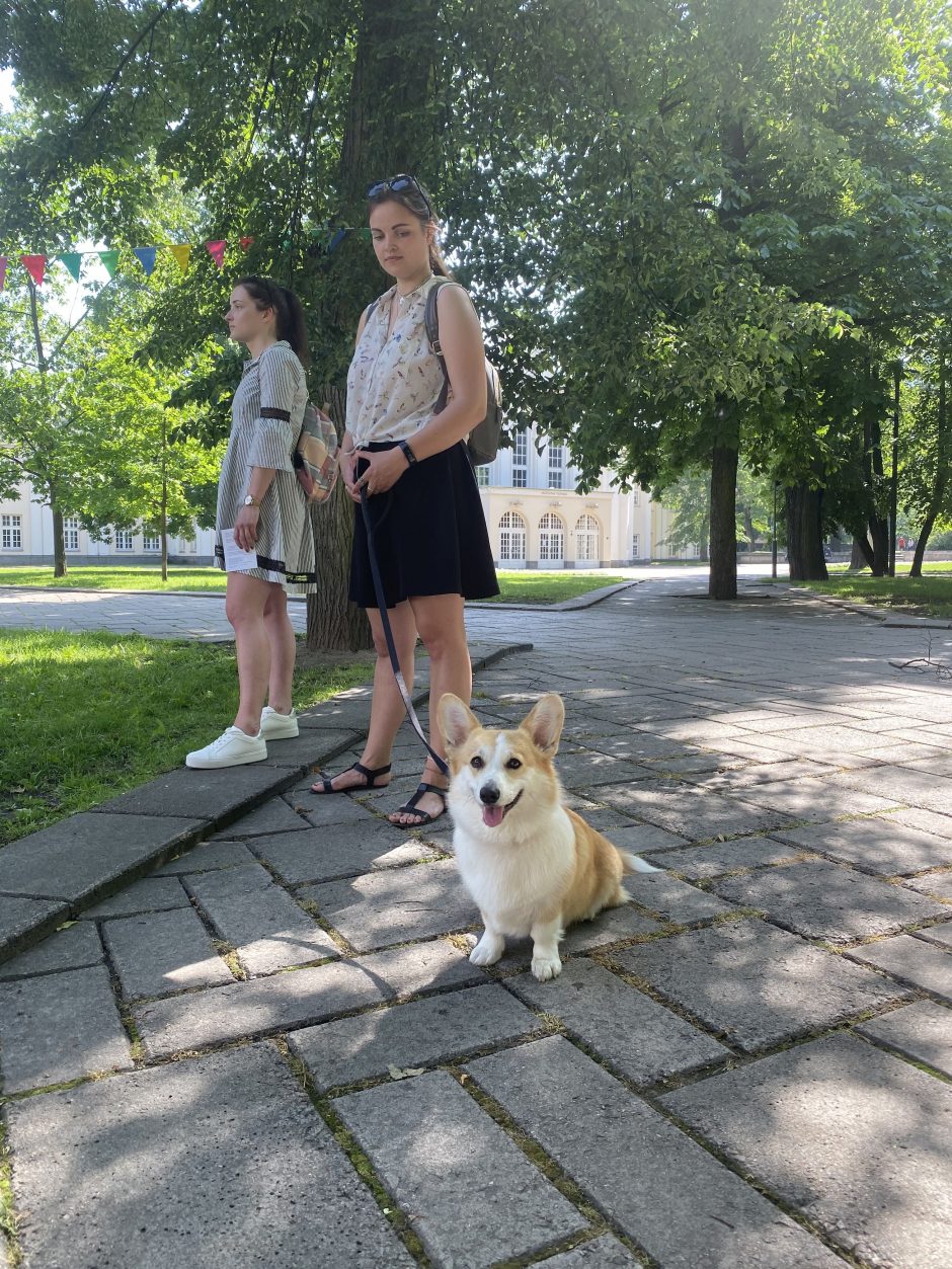 Už šunišką skanėstą – bilietas į spektaklį