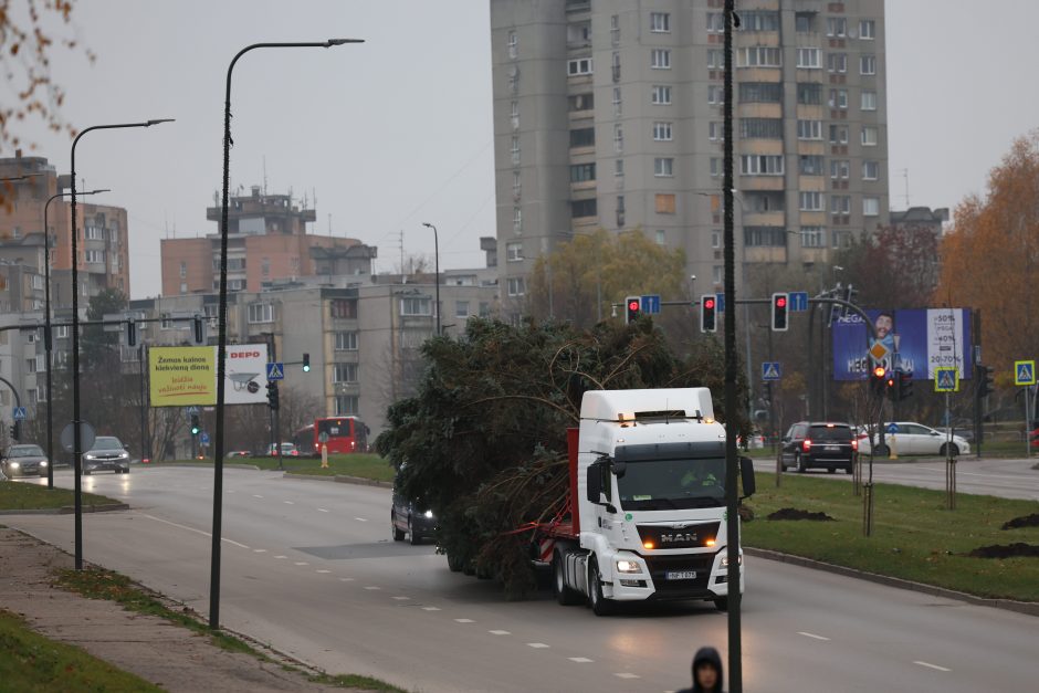 Prasideda: Kauno kalėdinės eglės kelias į Vienybės aikštę