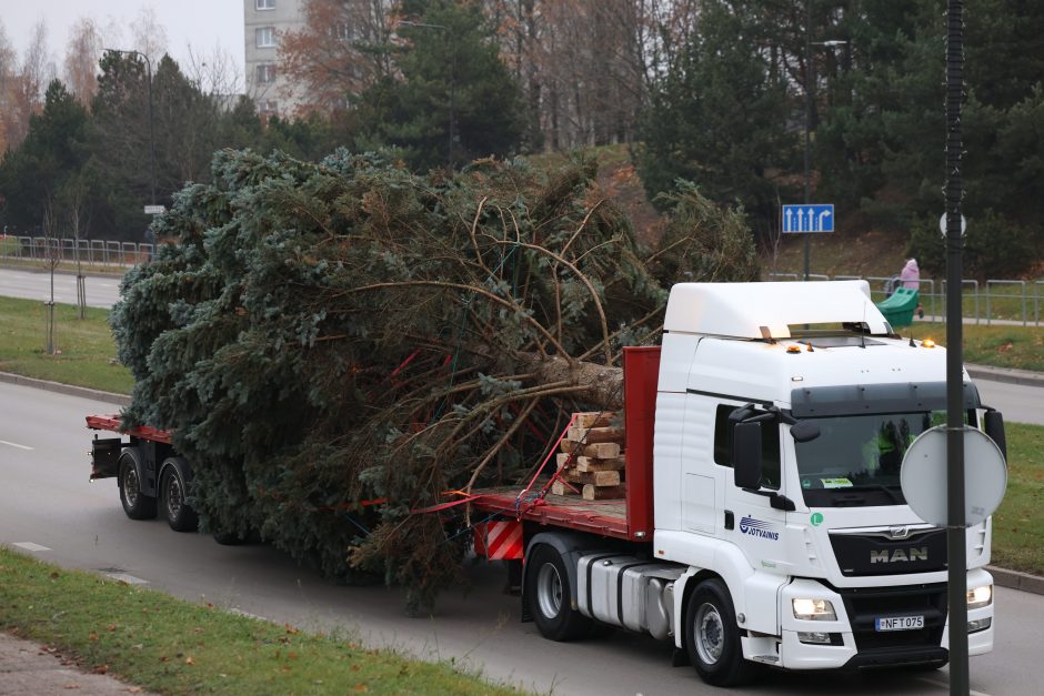 Prasideda: Kauno kalėdinės eglės kelias į Vienybės aikštę