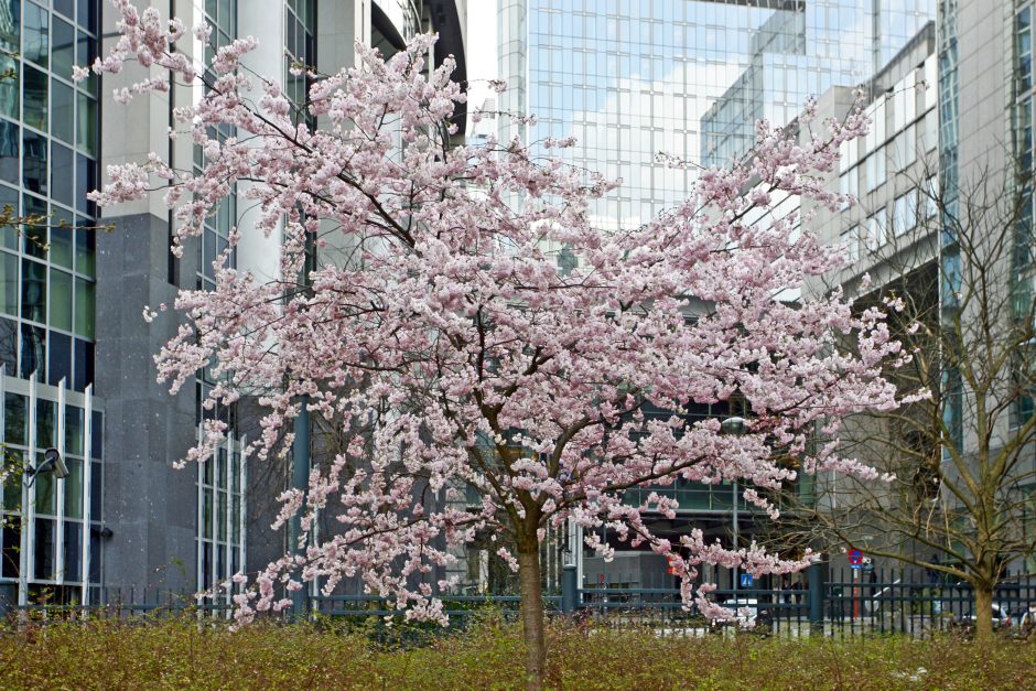 Japonija dvelkiančias sakuras gali auginti kiekvienas