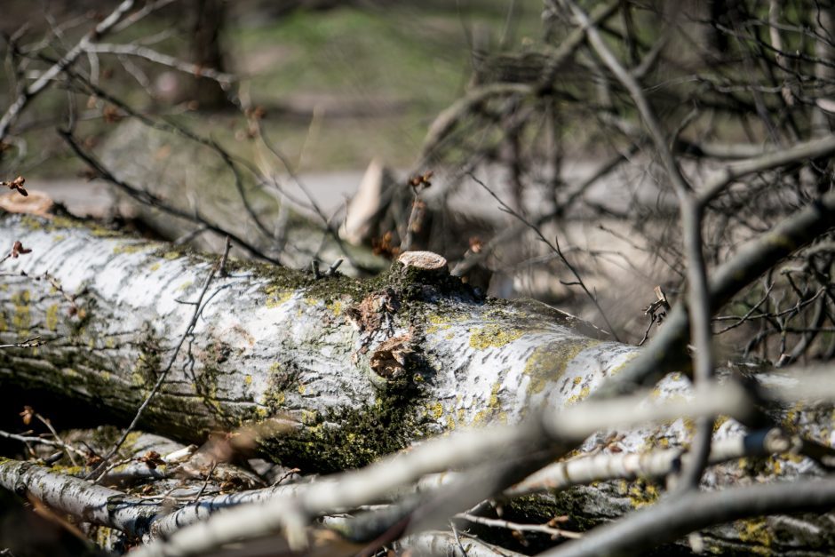 Lazdijų rajono gyventoja savo sklype pasigedo beveik 80 medžių