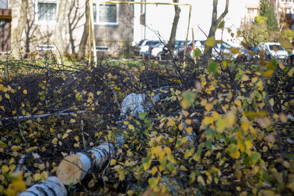 Įžūlu: Kaune medžius išpjovė be leidimų – gresia tūkstantinė bauda