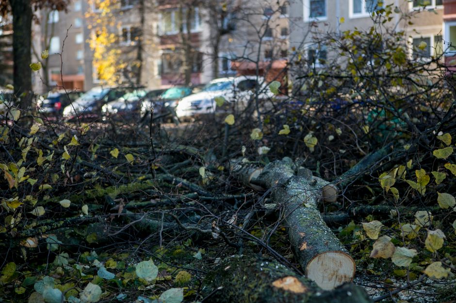 Įžūlu: Kaune medžius išpjovė be leidimų – gresia tūkstantinė bauda