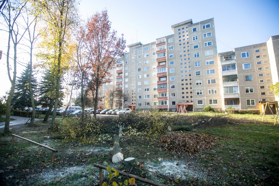 Įžūlu: Kaune medžius išpjovė be leidimų – gresia tūkstantinė bauda