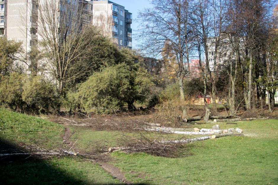 Įžūlu: Kaune medžius išpjovė be leidimų – gresia tūkstantinė bauda