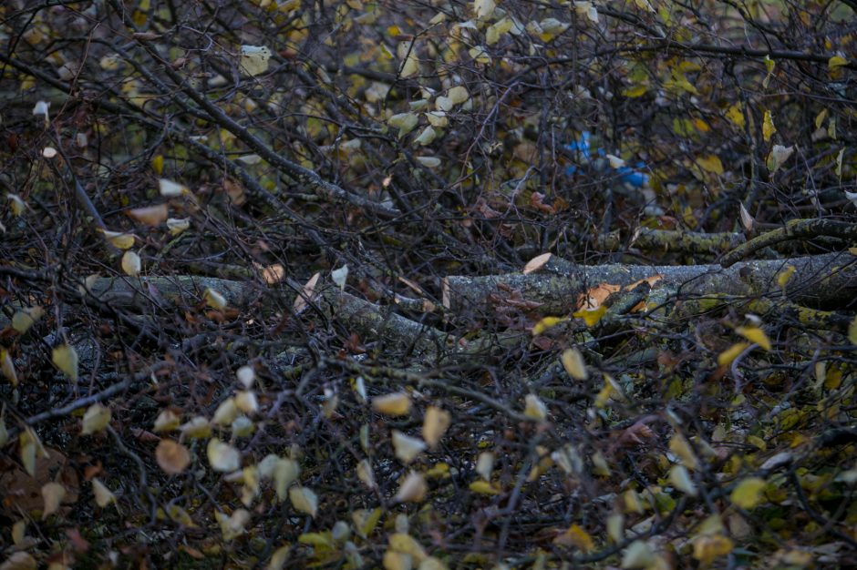 Įžūlu: Kaune medžius išpjovė be leidimų – gresia tūkstantinė bauda