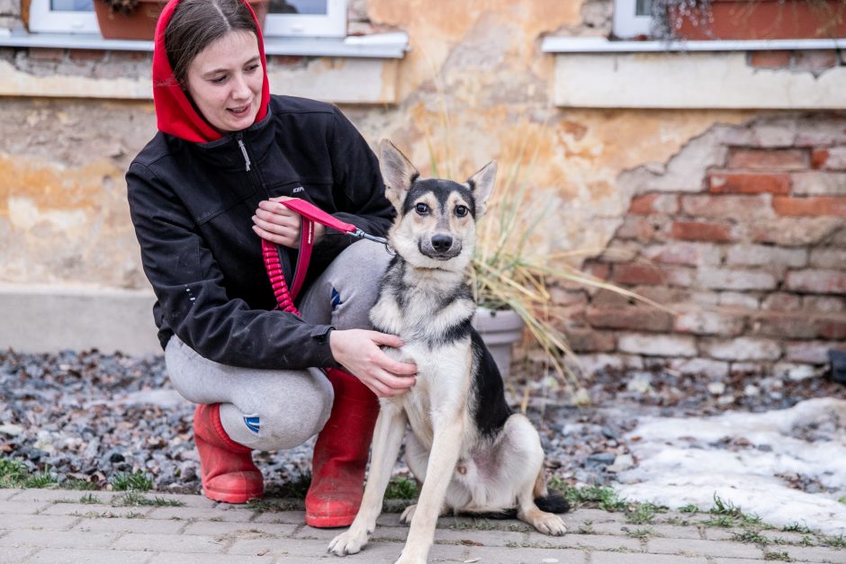 Kauno prieglaudas perpildė beglobiai gyvūnai: keturkojus tenka apgyvendinti net tualeto patalpose